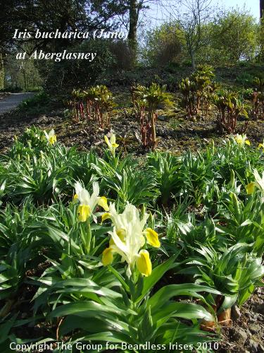 Iris bucharica at Aberglasney (2)